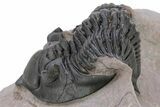 Large Metacanthina Trilobite - Lghaft, Morocco #222431-1